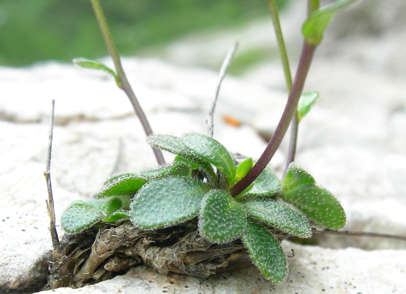 Arabis bellidifolia subsp. stellulata / Arabetta stellata