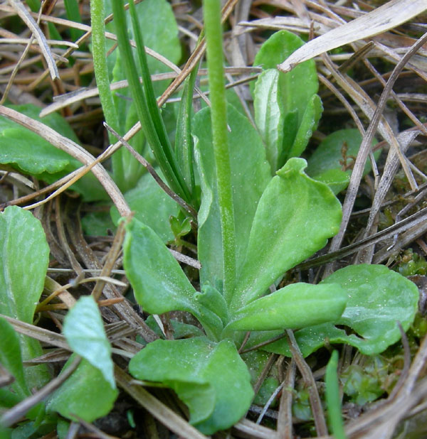 Primula farinosa / Primula farinosa