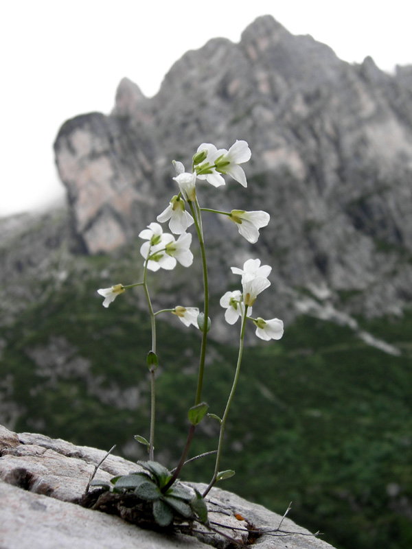 Arabis bellidifolia subsp. stellulata / Arabetta stellata