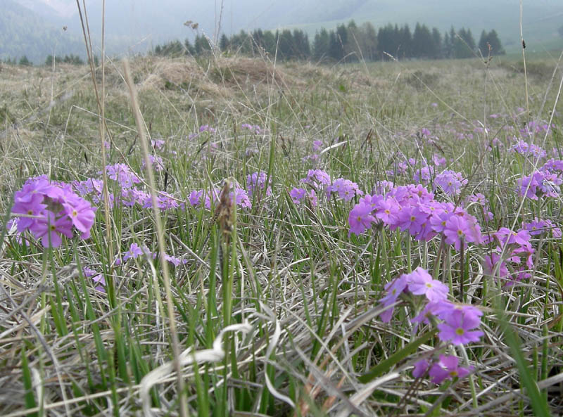 Primula farinosa / Primula farinosa