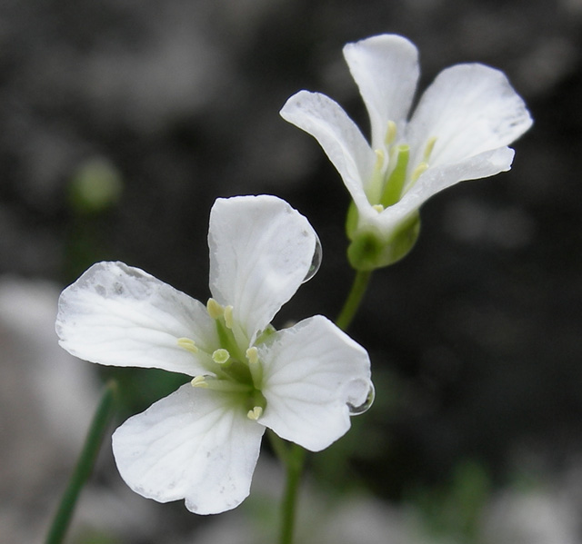 Arabis bellidifolia subsp. stellulata / Arabetta stellata