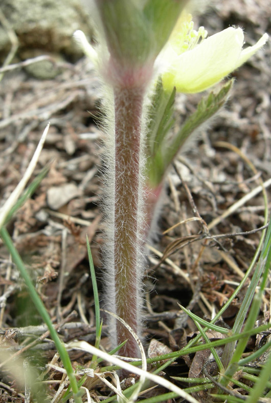 Pulsatilla alpina ssp. apiifolia / Anemone giallo