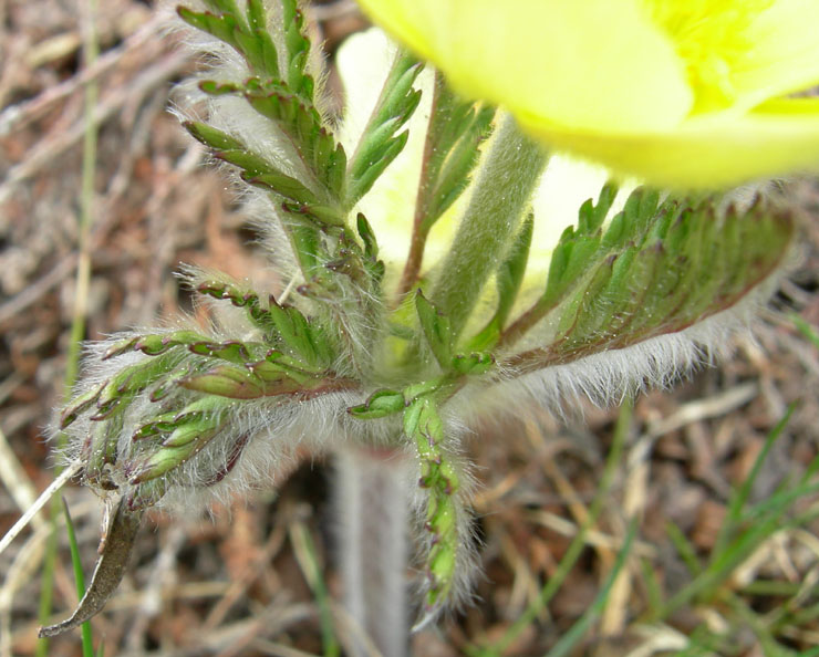 Pulsatilla alpina ssp. apiifolia / Anemone giallo