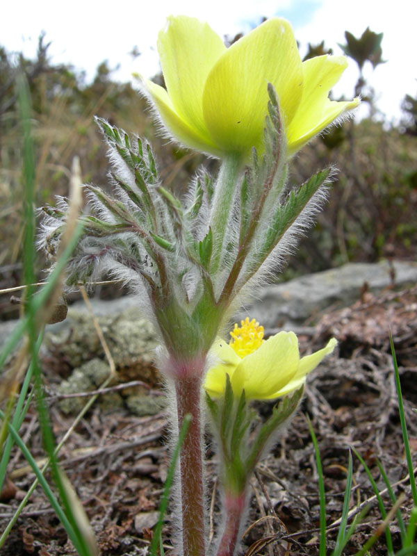 Pulsatilla alpina ssp. apiifolia / Anemone giallo