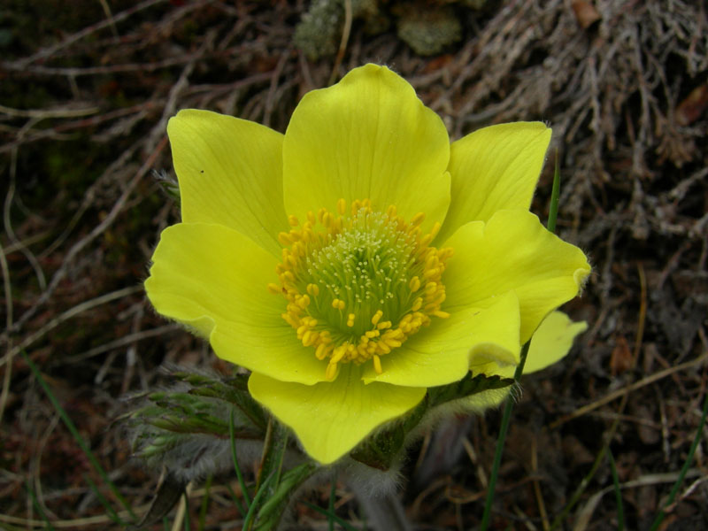 Pulsatilla alpina ssp. apiifolia / Anemone giallo