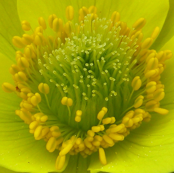 Pulsatilla alpina ssp. apiifolia / Anemone giallo