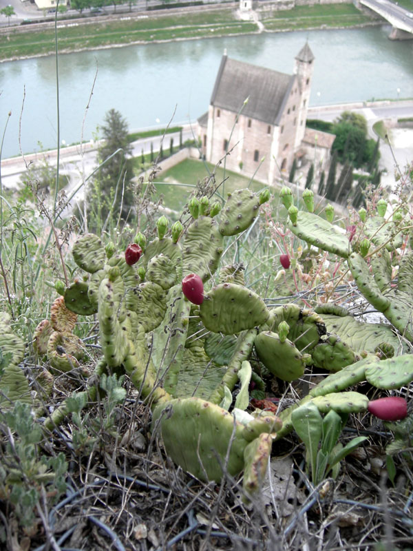 Opuntia humifusa (=Opuntia vulgaris )