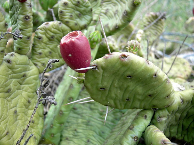 Opuntia humifusa (=Opuntia vulgaris )