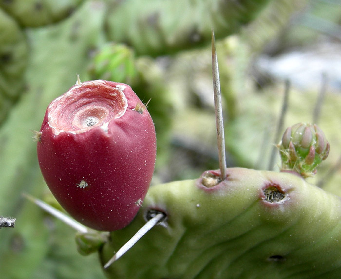 Opuntia humifusa (=Opuntia vulgaris )