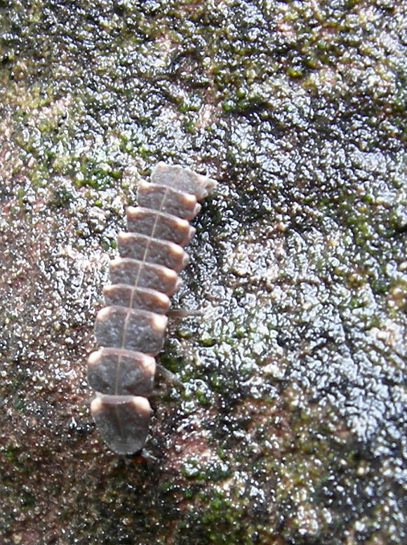 Larva di lucciola