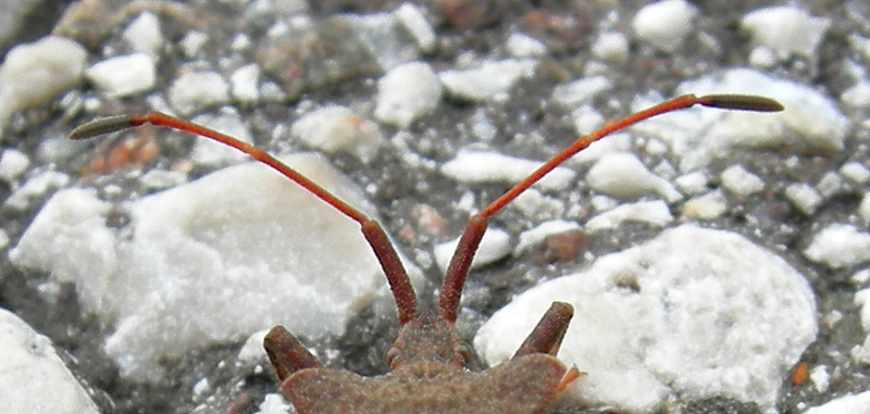 Coreus marginatus