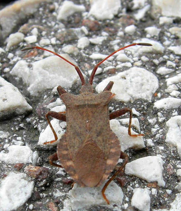 Coreus marginatus