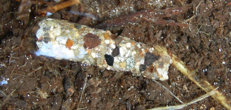 larva di tricottero