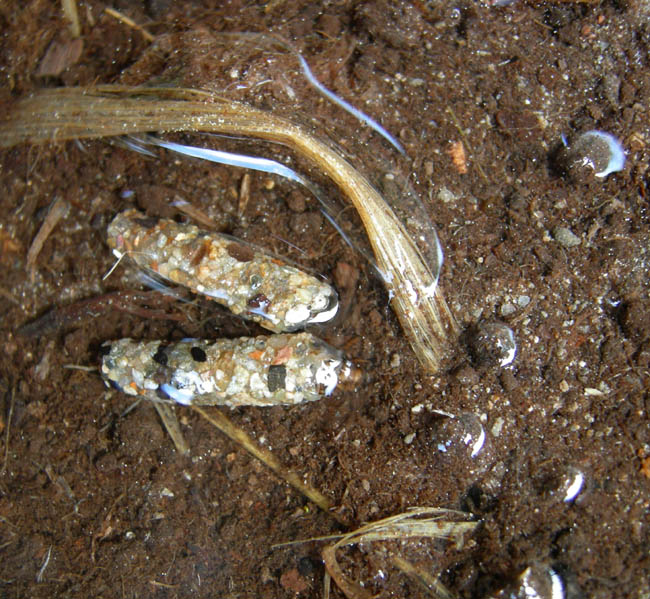 larva di tricottero