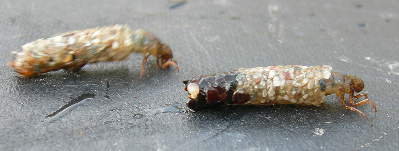 larva di tricottero