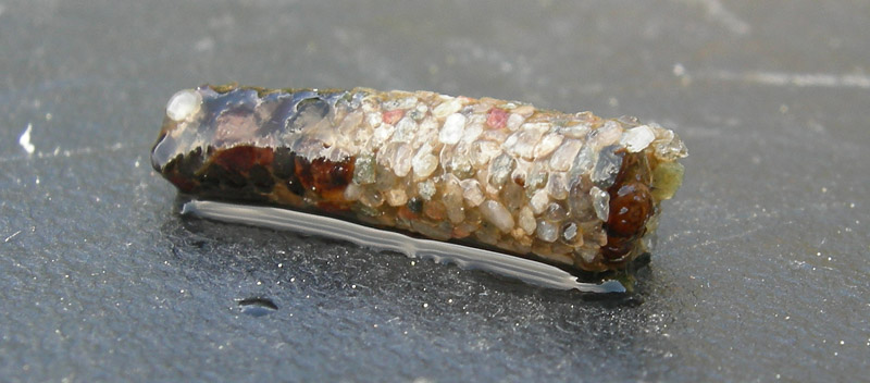 larva di tricottero