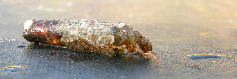 larva di tricottero