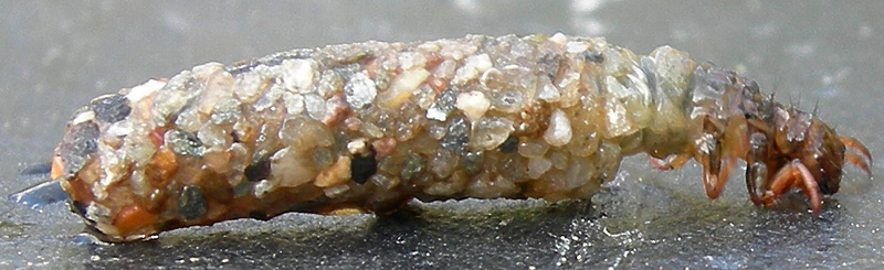 larva di tricottero