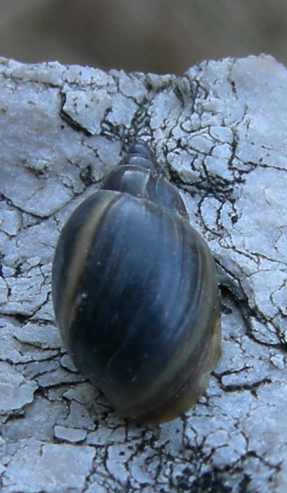 Physa (Physella) acuta Draparnaud, 1805