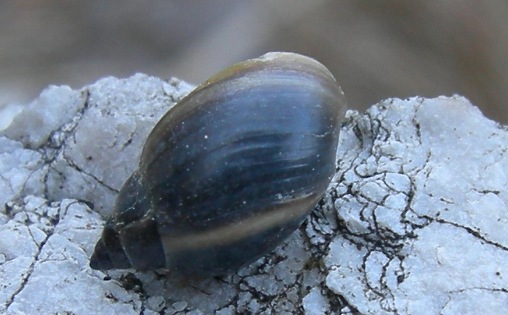 Physa (Physella) acuta Draparnaud, 1805