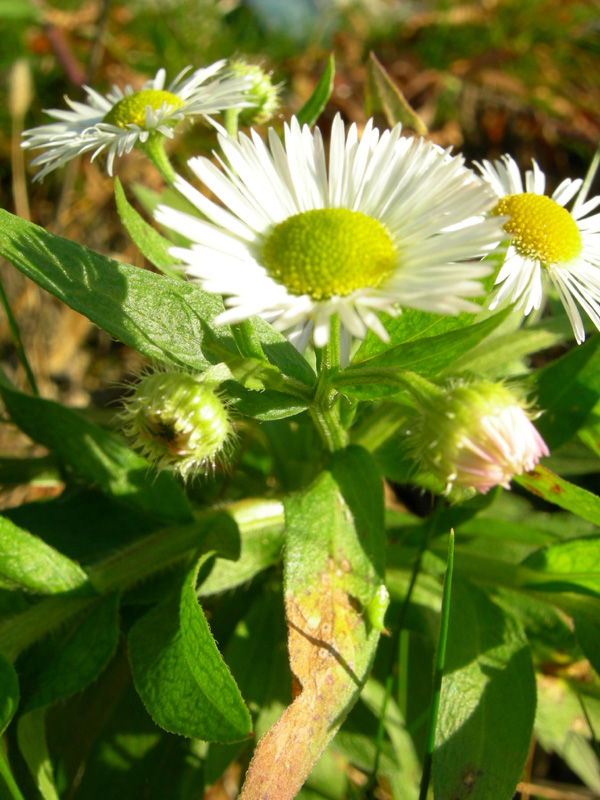 Margherite per Margherita (Ametista)