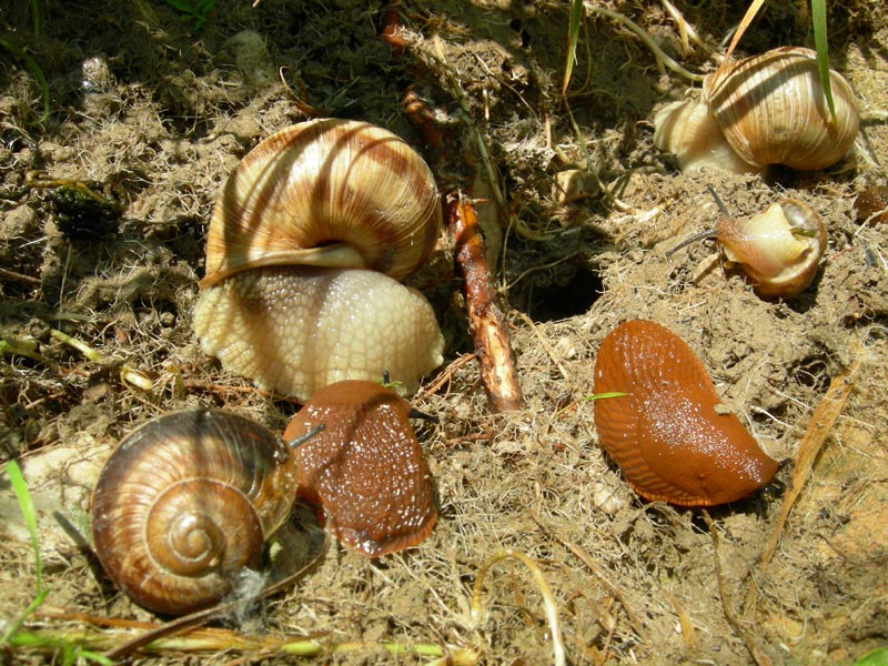 quanta bellezza.....sotto un sasso