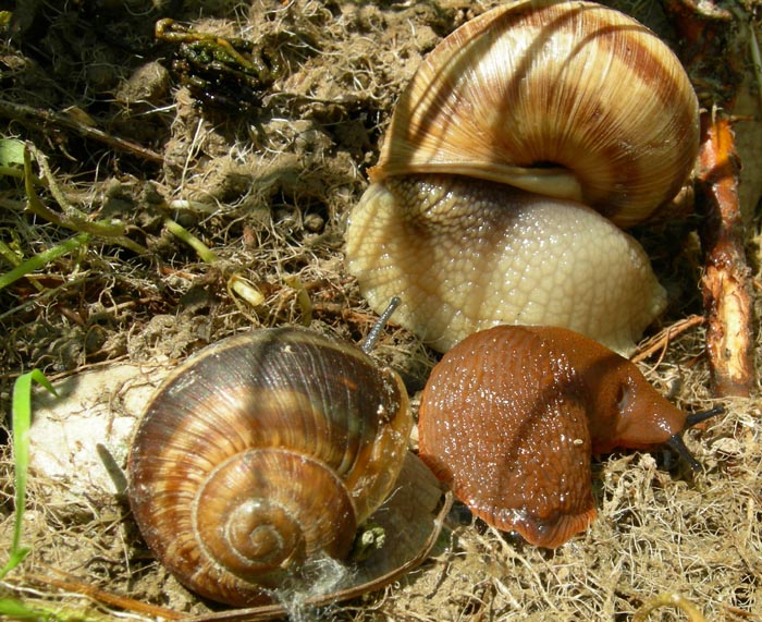 quanta bellezza.....sotto un sasso