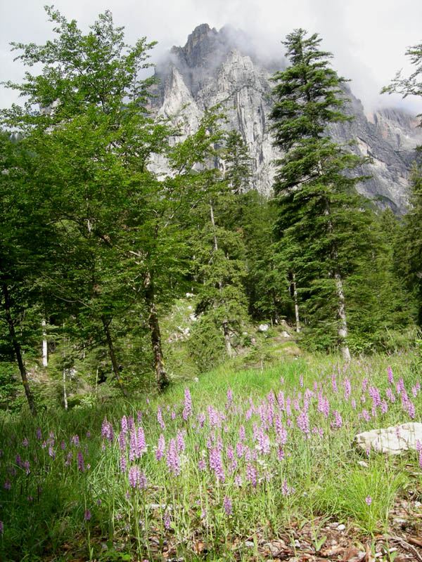 Dactylorhiza maculata subsp. fuchsii....Molveno (TN)