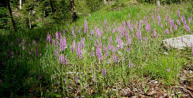 Dactylorhiza maculata subsp. fuchsii....Molveno (TN)