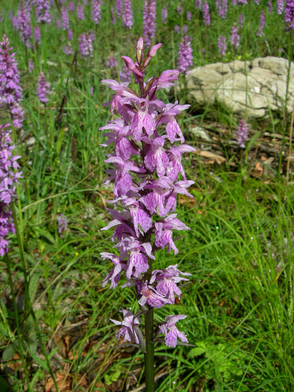 Dactylorhiza maculata subsp. fuchsii....Molveno (TN)