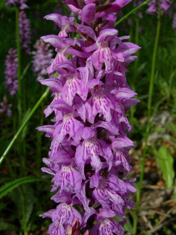 Dactylorhiza maculata subsp. fuchsii....Molveno (TN)