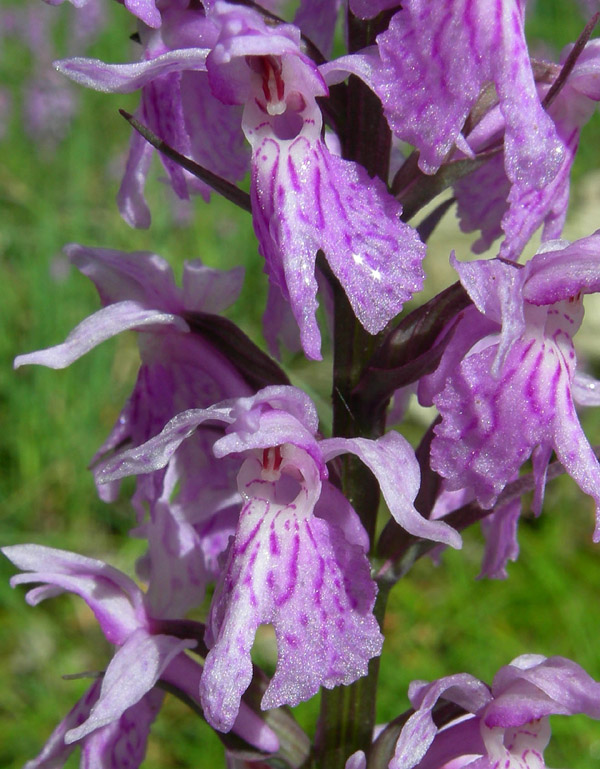 Dactylorhiza maculata subsp. fuchsii....Molveno (TN)