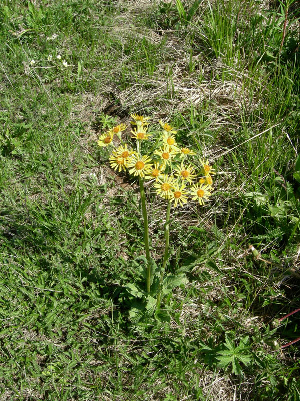 Tephroseris integrifolia / Senecione rosulato