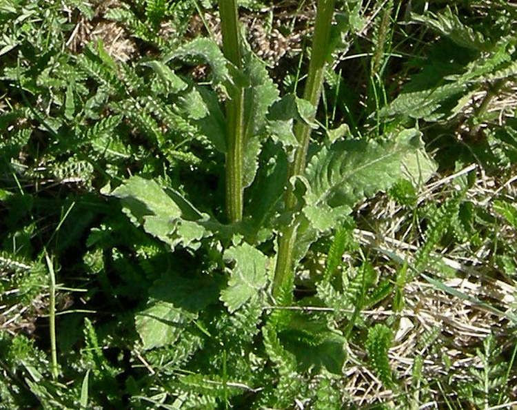 Tephroseris integrifolia / Senecione rosulato