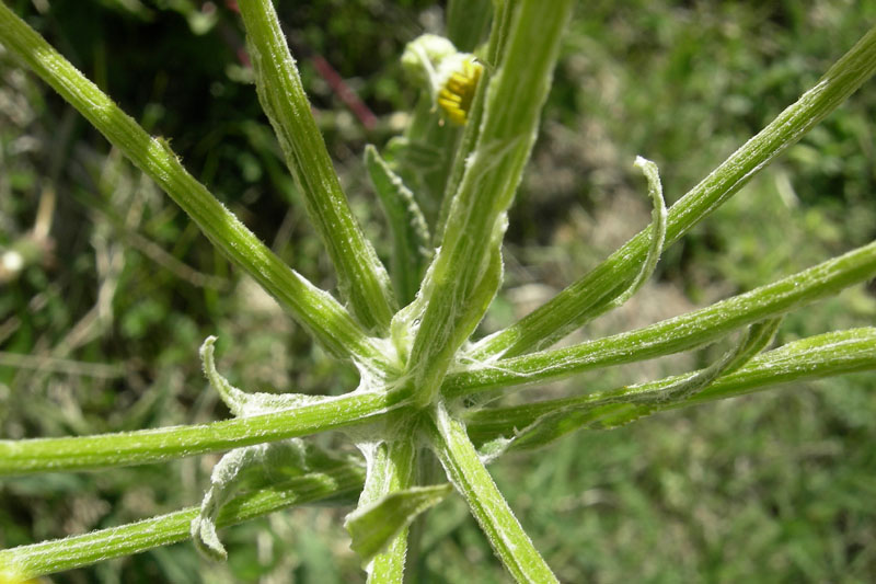 Tephroseris integrifolia / Senecione rosulato