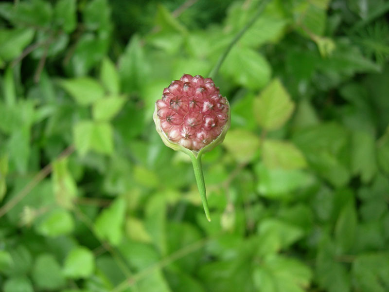 Allium vineale