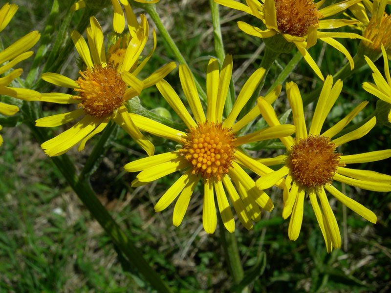 Tephroseris integrifolia / Senecione rosulato