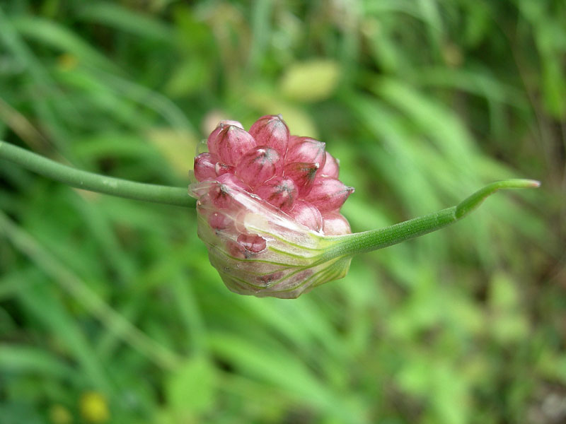 Allium vineale