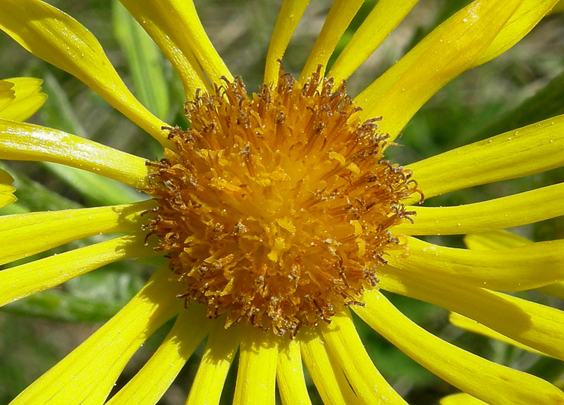 Tephroseris integrifolia / Senecione rosulato