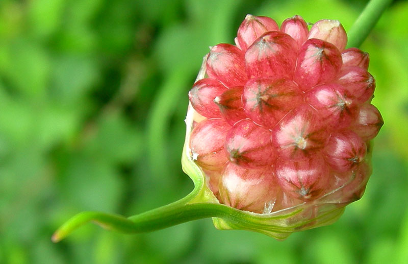 Allium vineale