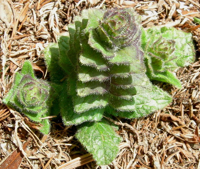 Ajuga piramidalis / Aiuga piramidale