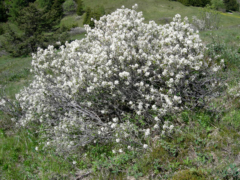 Amelanchier ovalis