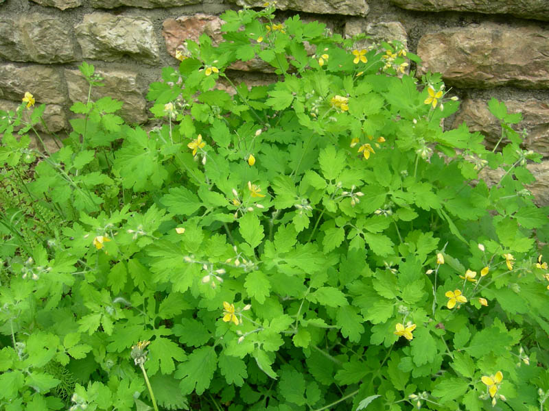 Chelidonium majus