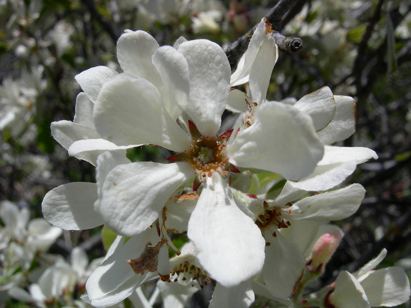 Amelanchier ovalis