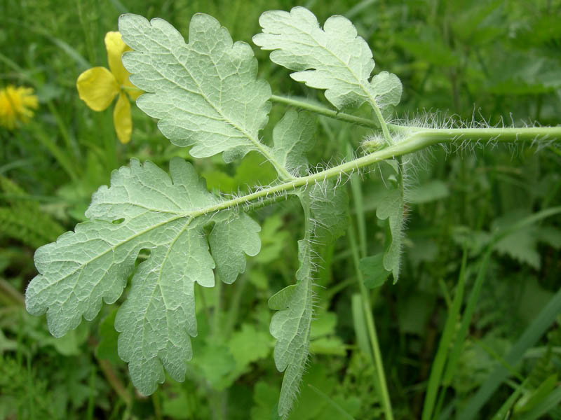 Chelidonium majus