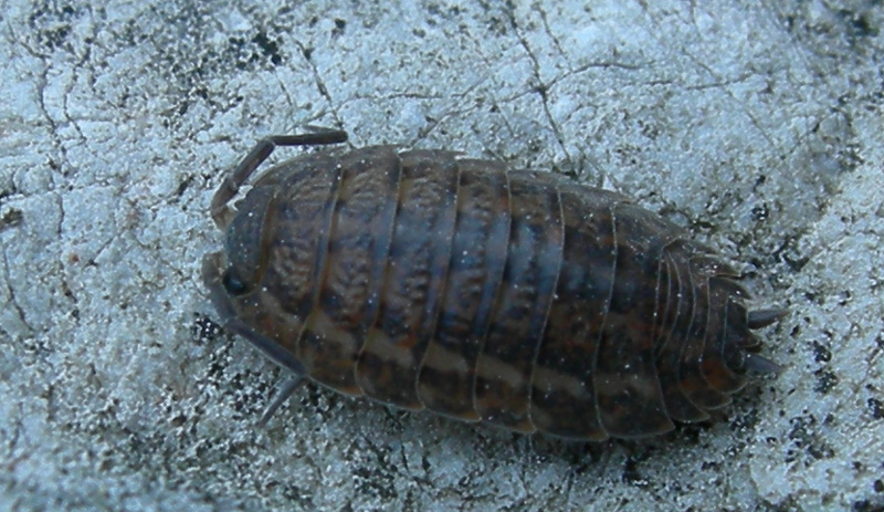 Isopoda