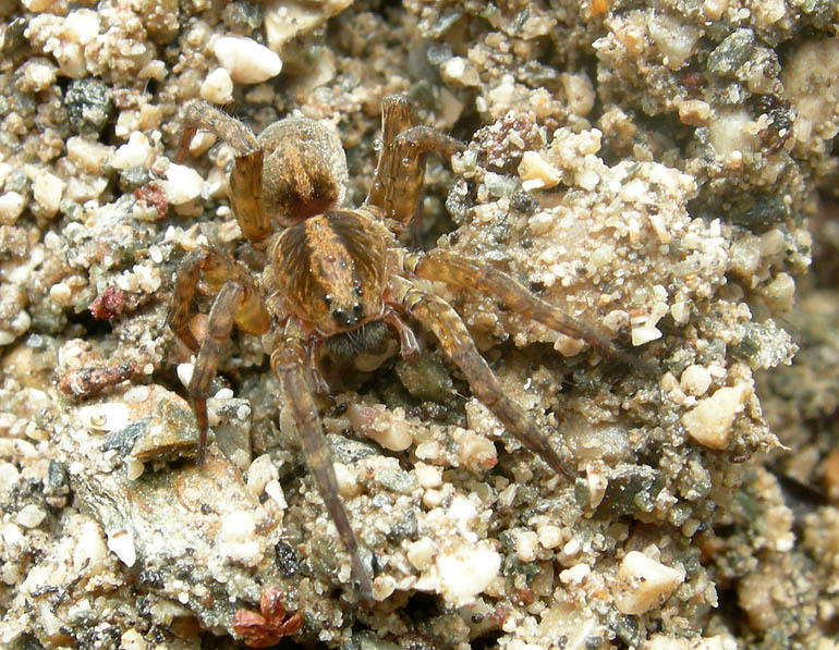 Trochosa sp. - Lycosidae.............dal Trentino