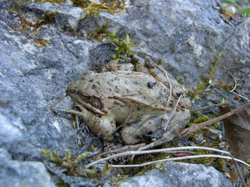 Rana dalmatina (TN)