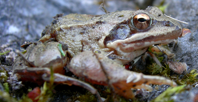 Rana dalmatina (TN)