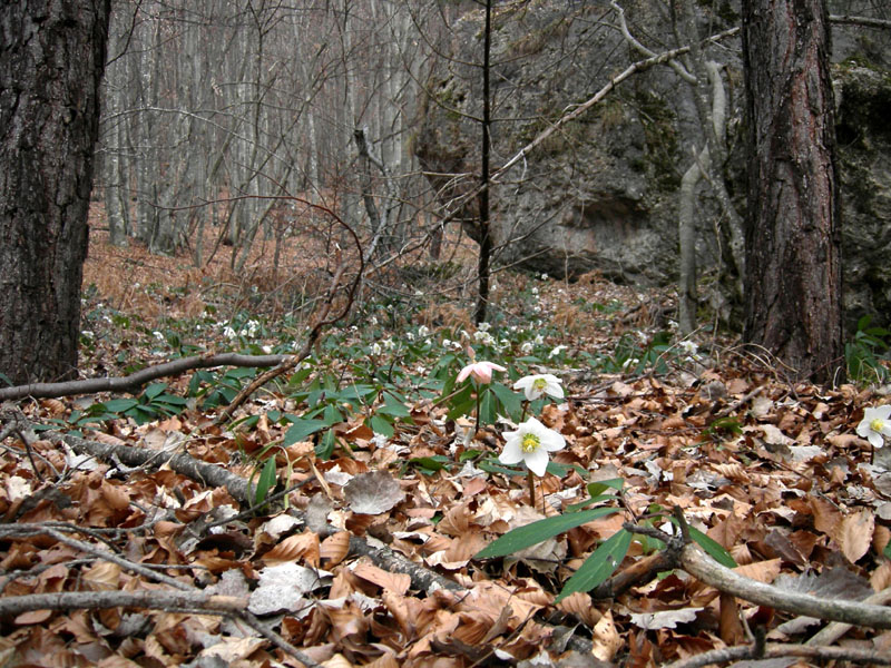 Helleborus niger / Rosa di Natale